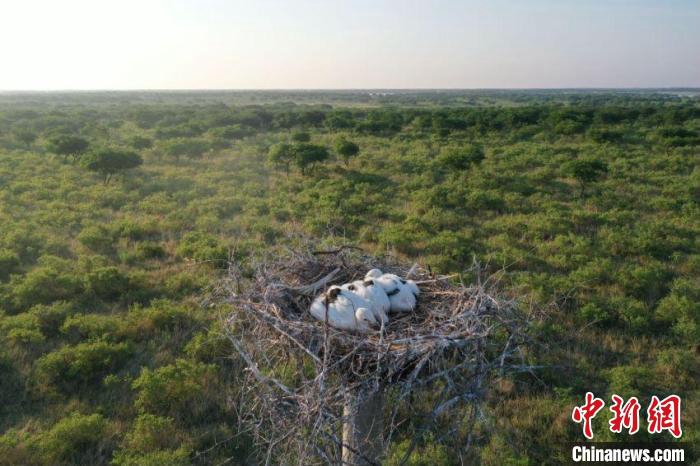 Mongolia Interna, più di 50 specie di uccelli migratori si stabilirono nella Riserva Naturale Nazionale di Horqin