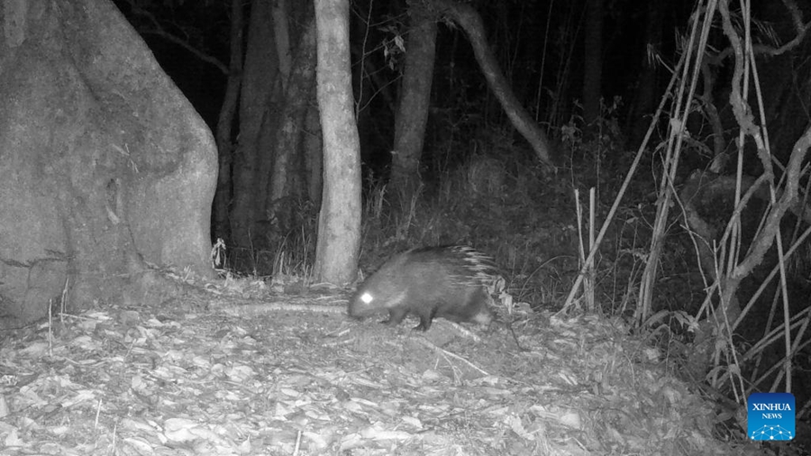 Yunnan: animali avvistati nella Riserva Naturale Nazionale delle Montagne Gaoligong