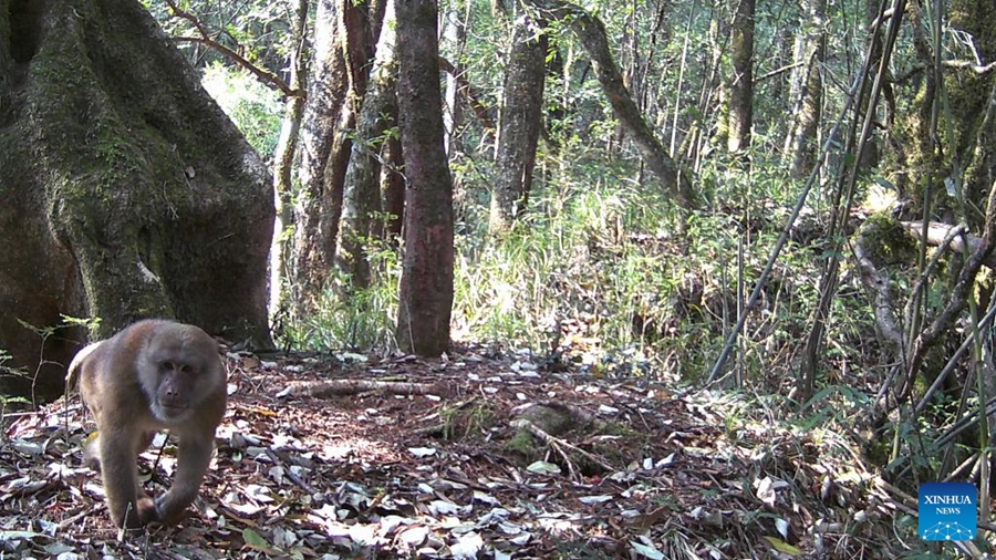 Yunnan: animali avvistati nella Riserva Naturale Nazionale delle Montagne Gaoligong