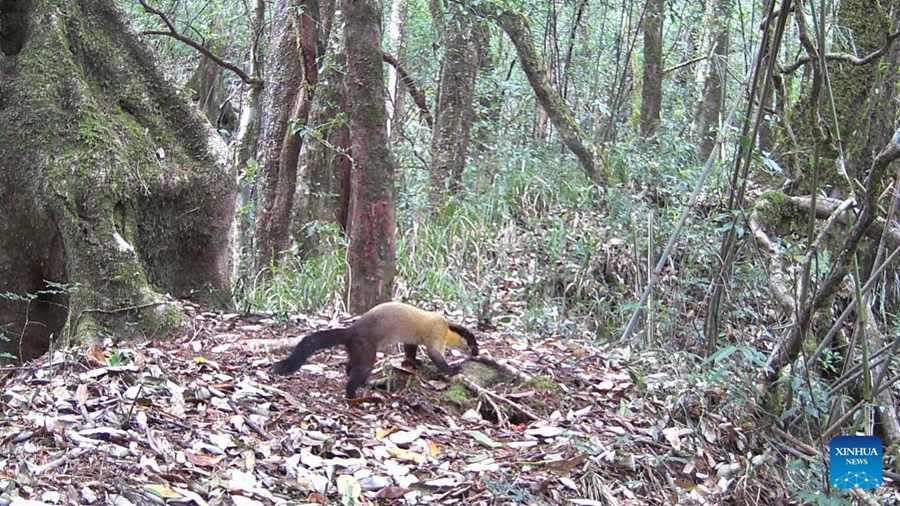 Yunnan: animali avvistati nella Riserva Naturale Nazionale delle Montagne Gaoligong