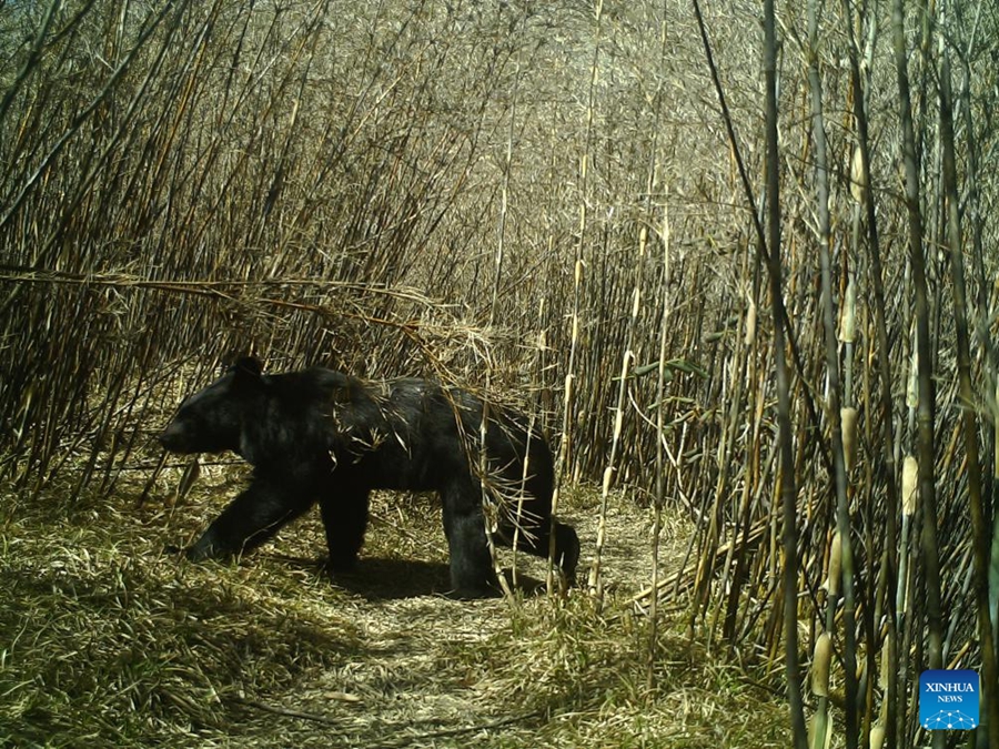 Yunnan: animali avvistati nella Riserva Naturale Nazionale delle Montagne Gaoligong