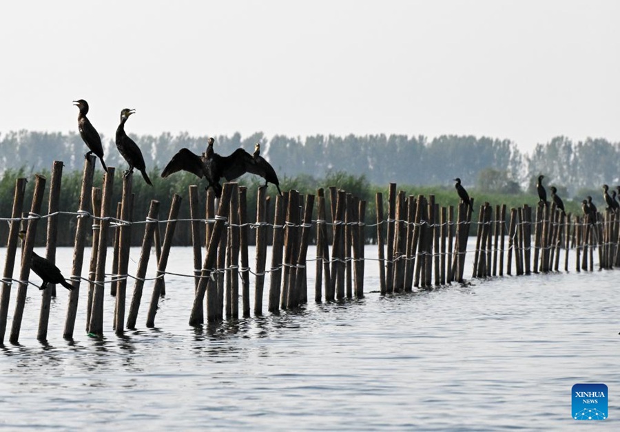 Gli uccelli del Lago Baiyangdian nella Xiong'an New Area. (19 luglio 2023 - Xinhua/Hao Jianwei)