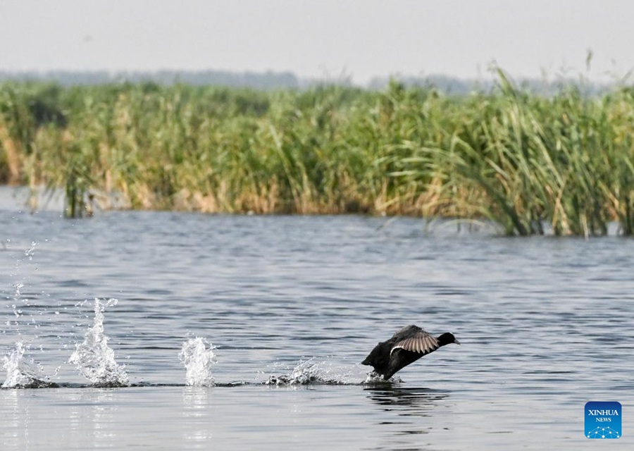 Migliora la qualità dell'acqua del Lago Baiyangdian