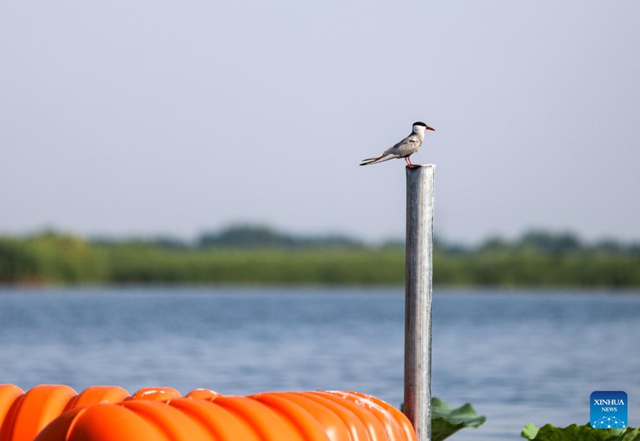 Migliora la qualità dell'acqua del Lago Baiyangdian