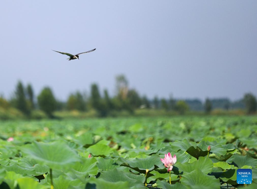 Migliora la qualità dell'acqua del Lago Baiyangdian