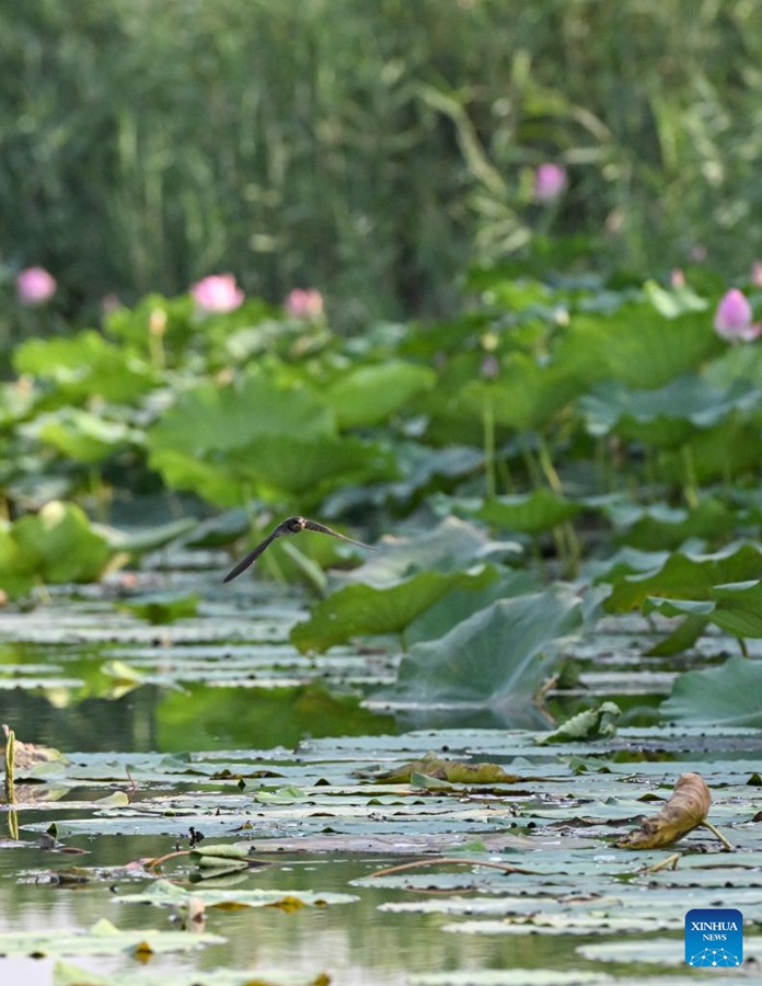 Migliora la qualità dell'acqua del Lago Baiyangdian