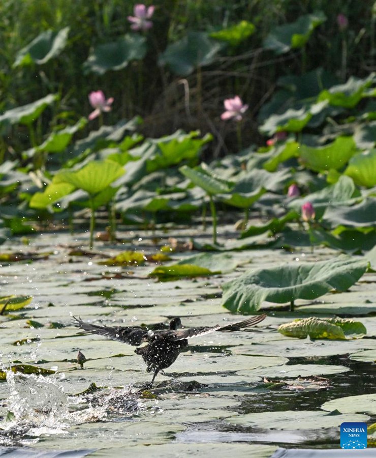 Migliora la qualità dell'acqua del Lago Baiyangdian