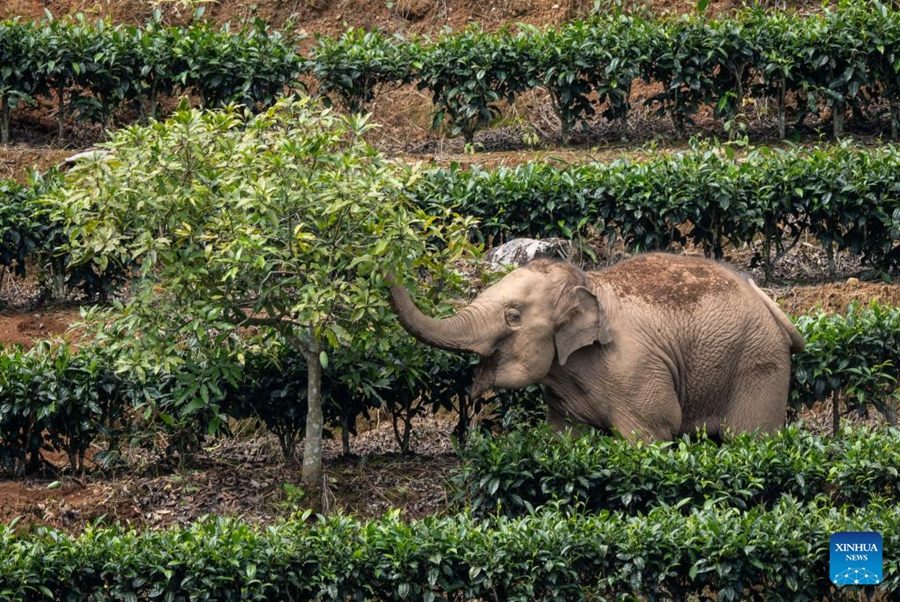 Crescono liberi gli elefanti asiatici selvatici in Cina