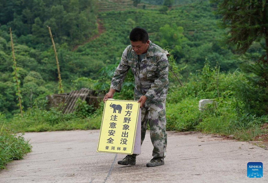 Crescono liberi gli elefanti asiatici selvatici in Cina