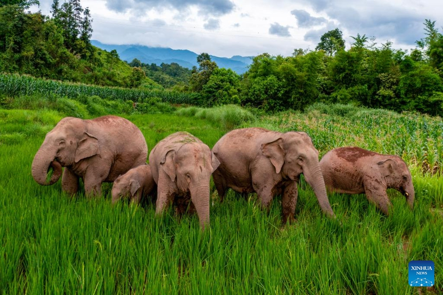 Crescono liberi gli elefanti asiatici selvatici in Cina