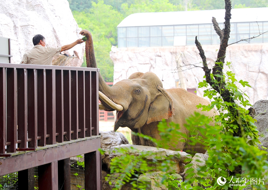 Qingdao, Shandong: animali si rinfrescano in estate