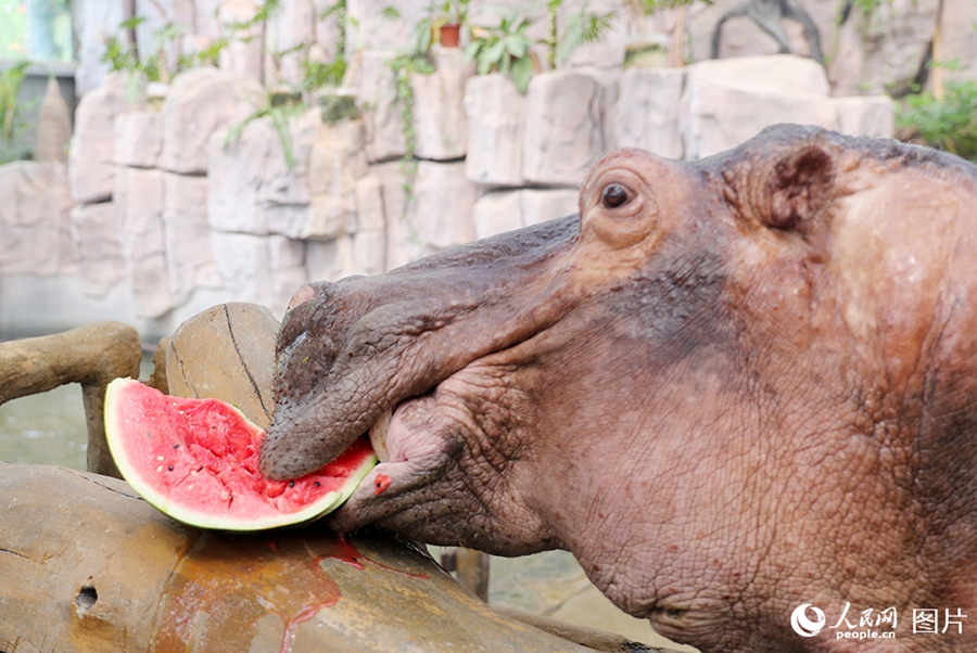 Qingdao, Shandong: animali si rinfrescano in estate