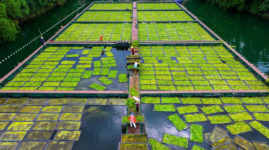 Hangzhou, coltivate le verdure estive