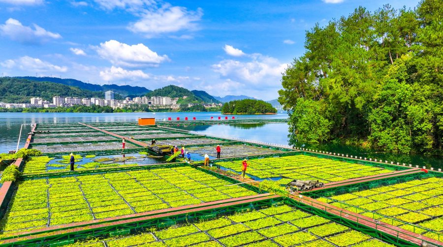 Hangzhou, coltivate le verdure estive