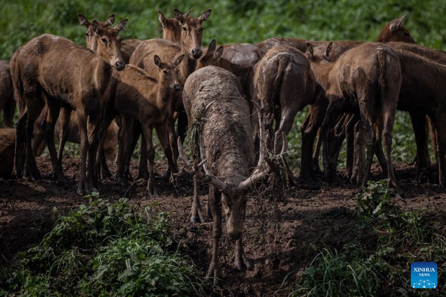 Cervi milu nella Riserva Naturale Nazionale di Shishou. (2 agosto 2023 – Xinhua/Wu Zhizun)