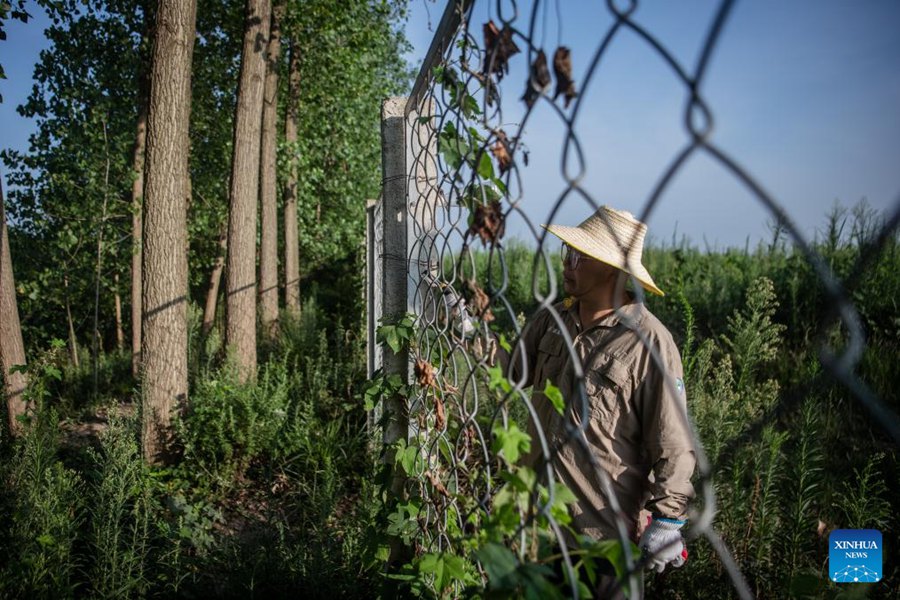 Hubei: aumenta il numero di cervo milu grazie agli impegni di conservazione nazionale