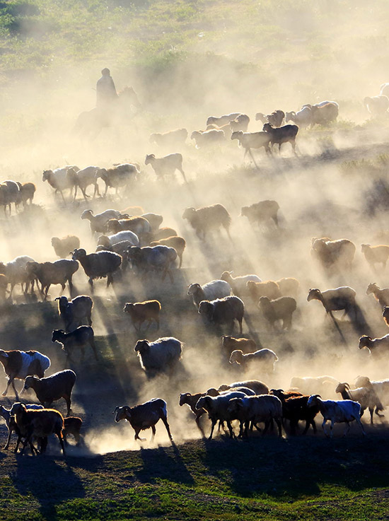 Altay, Xinjiang: inizia la transumanza