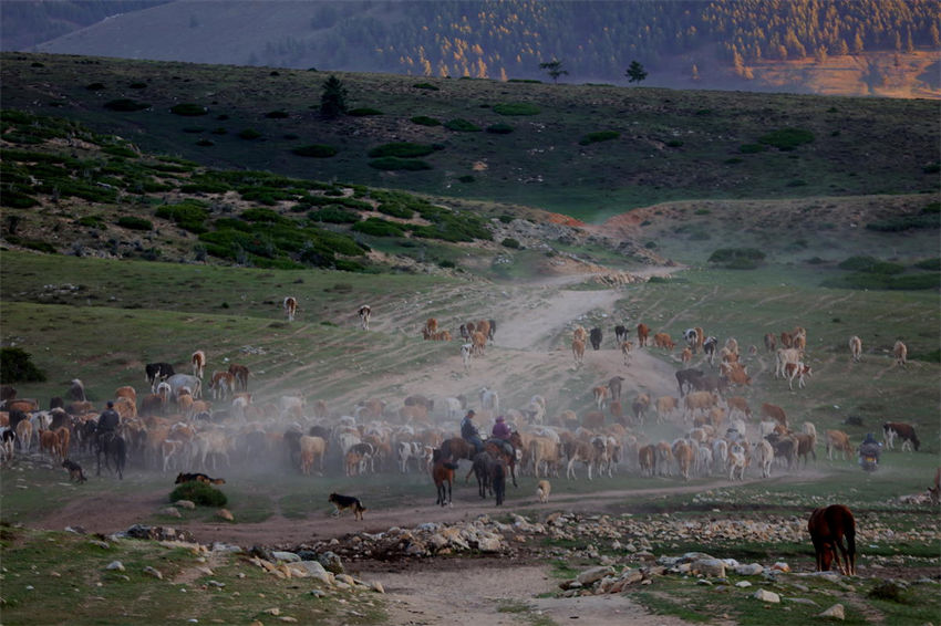 Altay, Xinjiang: inizia la transumanza