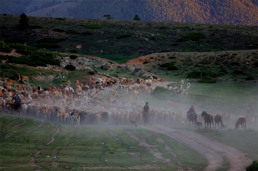 Altay, Xinjiang: inizia la transumanza