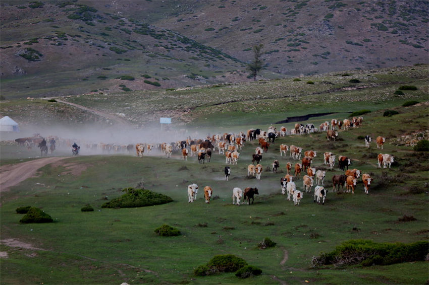 Altay, Xinjiang: inizia la transumanza