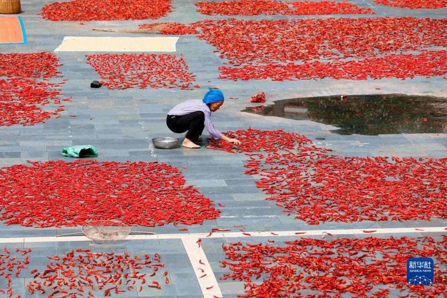 Al Chushu gli agricoltori sono occupati ad essiccare il grano appena raccolto