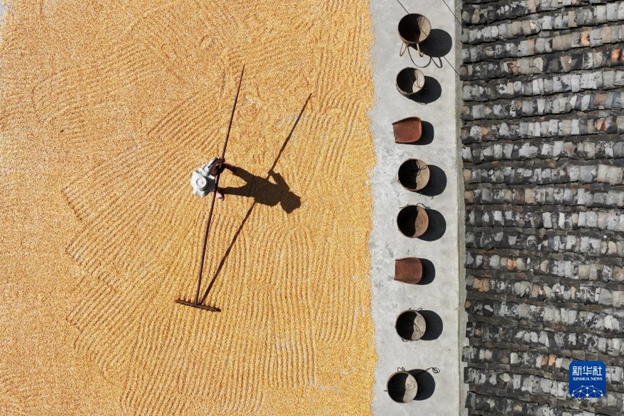 Al Chushu gli agricoltori sono occupati ad essiccare il grano appena raccolto