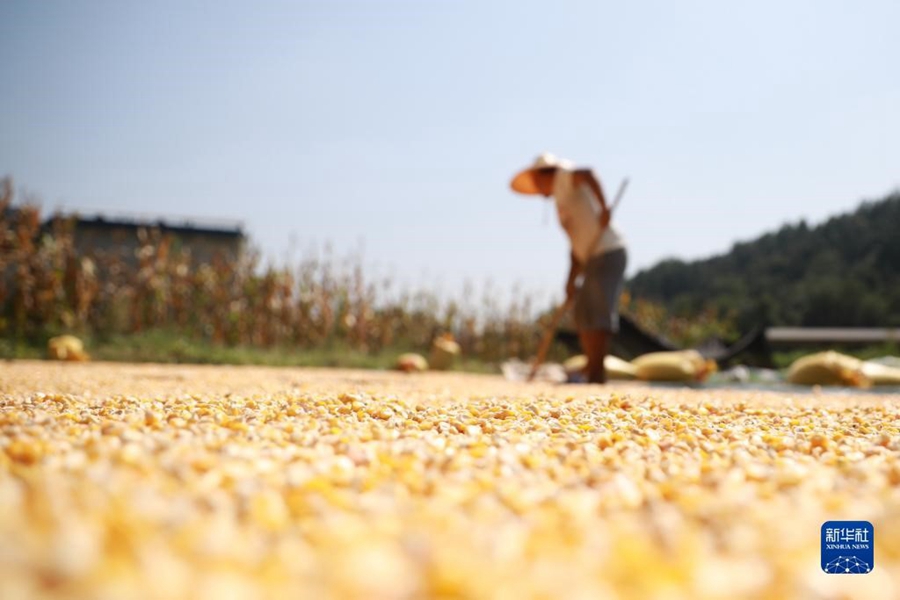 Al Chushu gli agricoltori sono occupati ad essiccare il grano appena raccolto