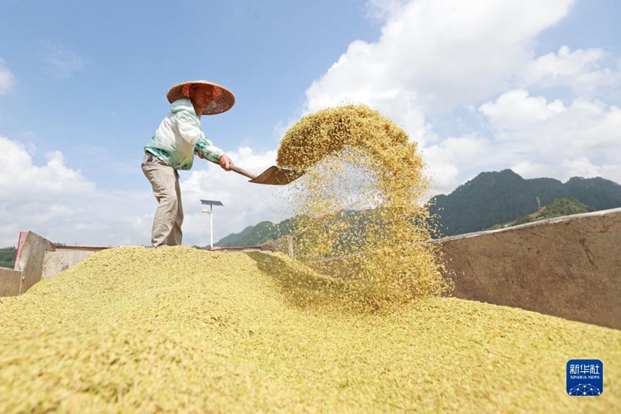 Al Chushu gli agricoltori sono occupati ad essiccare il grano appena raccolto