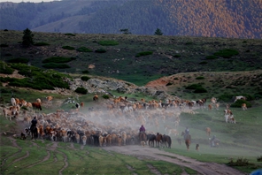 Altay, Xinjiang: inizia la transumanza