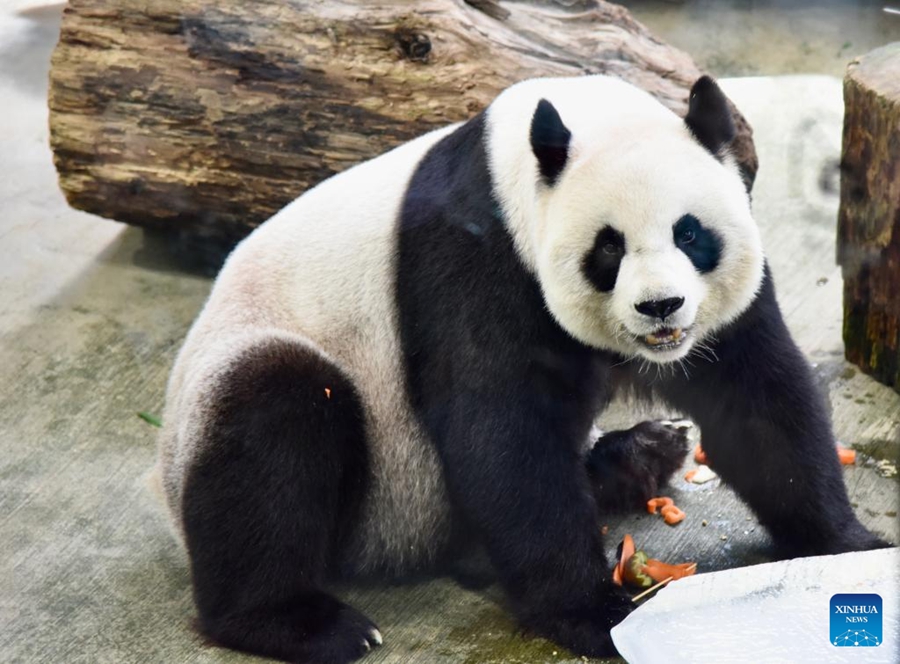 Lo zoo di Taipei festeggia il 19° compleanno del panda gigante proveniente dal continente