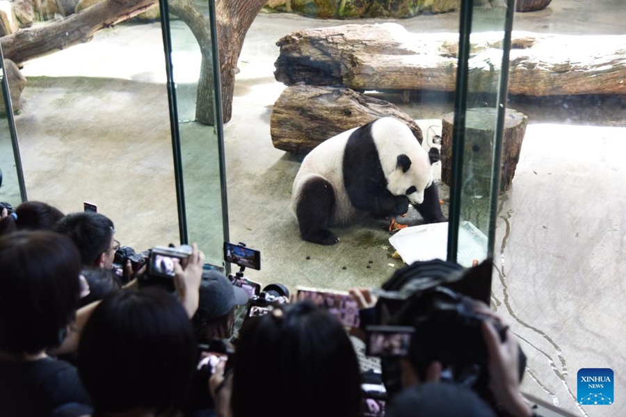 Lo zoo di Taipei festeggia il 19° compleanno del panda gigante proveniente dal continente