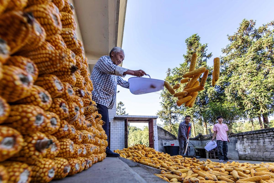 Qianxi, Guizhou: gli agricoltori mettono il raccolto a essiccare