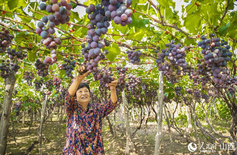 Shanxi: inizia la stagione della vendemmia