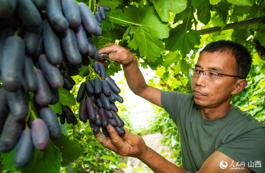 Shanxi: inizia la stagione della vendemmia