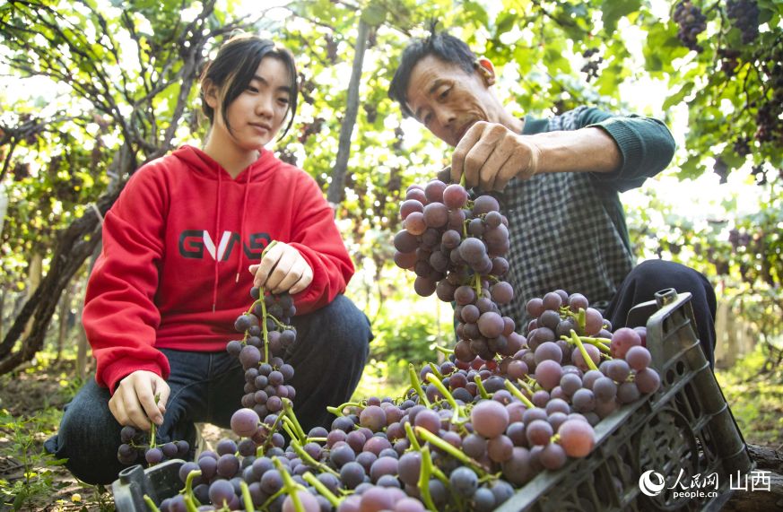 Shanxi: inizia la stagione della vendemmia