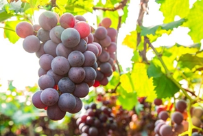 Shanxi: inizia la stagione della vendemmia