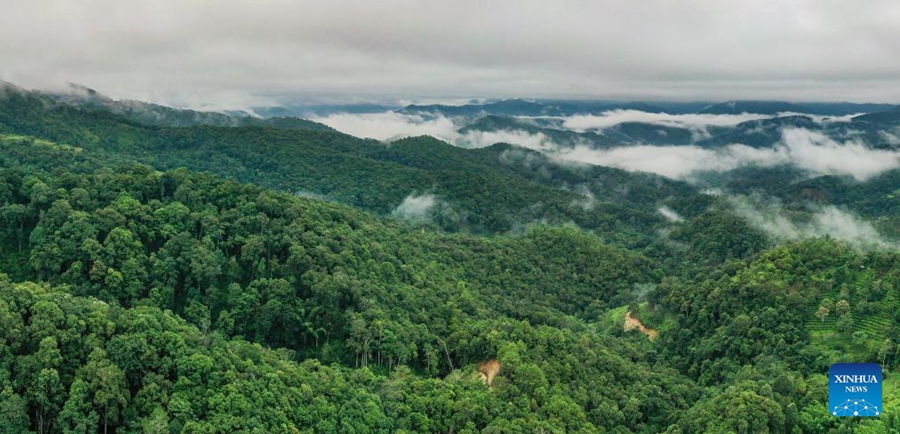 Antiche foreste del tè a Pu'er dichiarate patrimonio dell'umanità