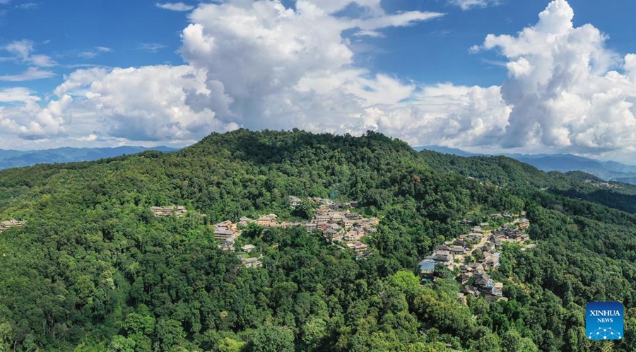 Antiche foreste del tè a Pu'er dichiarate patrimonio dell'umanità