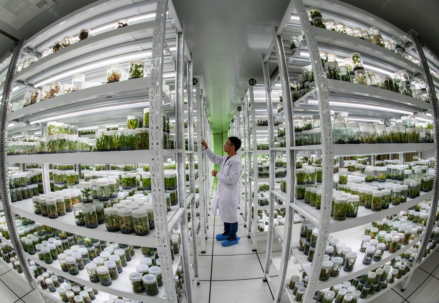 Conservazione in vitro presso la Banca del Germoplasma delle Specie Selvatiche a Kunming, nella provincia dello Yunnan, sud-ovest della Cina. (Xinhua/Jiang Wenyao)