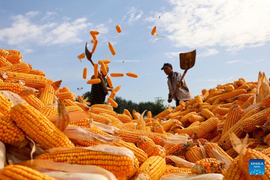 Cina, buon raccolto di cereali autunnali