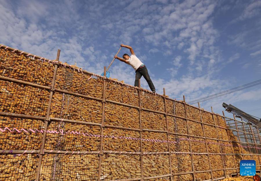 Cina, buon raccolto di cereali autunnali