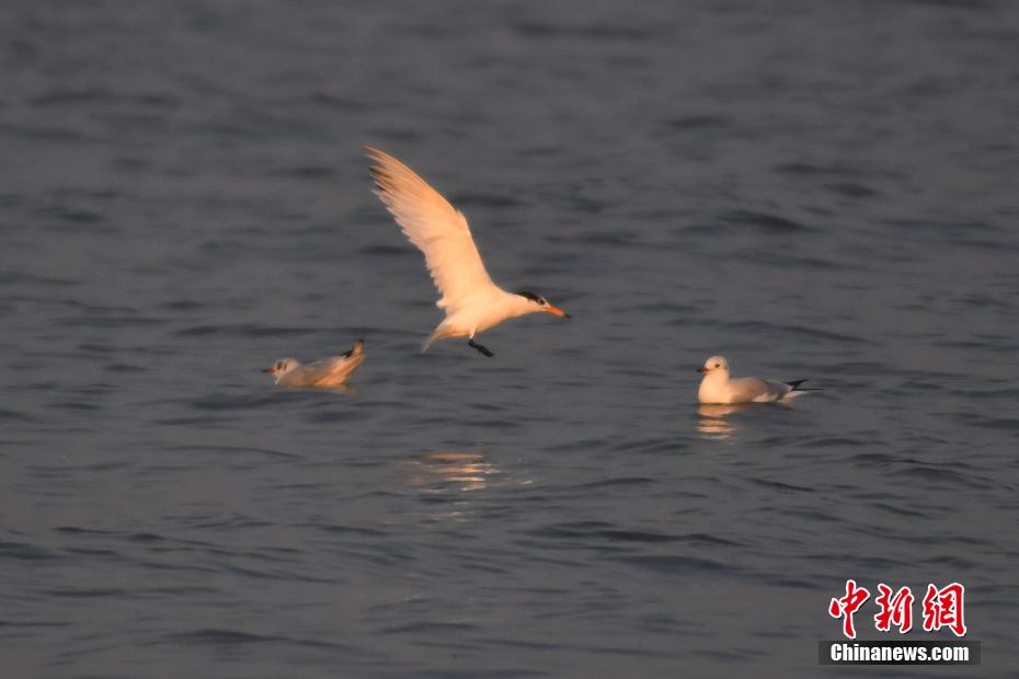 Avvistate a Qingdao sterne crestate cinesi, uccello in grave pericolo di estinzione