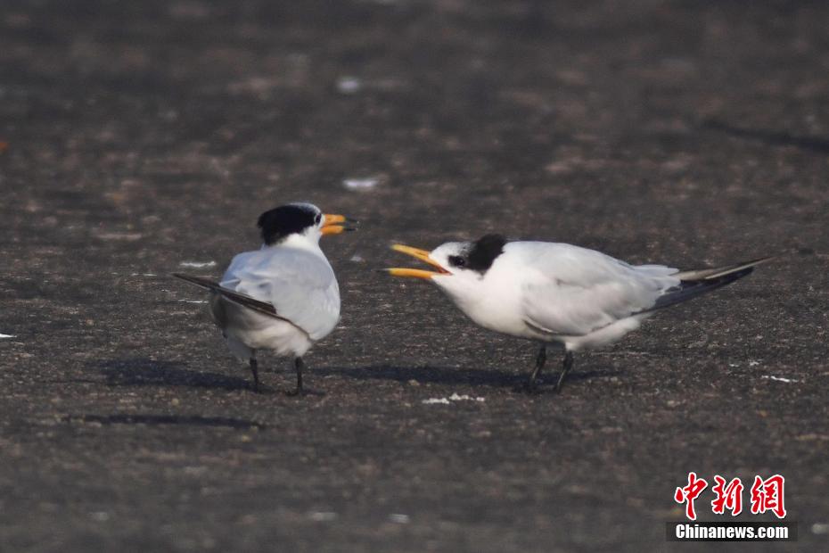 Avvistate a Qingdao sterne crestate cinesi, uccello in grave pericolo di estinzione