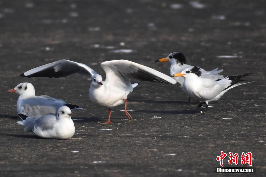 Avvistate a Qingdao sterne crestate cinesi, uccello in grave pericolo di estinzione