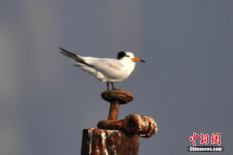 Avvistate a Qingdao sterne crestate cinesi, uccello in grave pericolo di estinzione