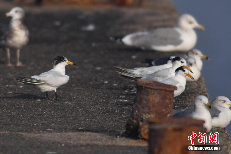 Avvistate a Qingdao sterne crestate cinesi, uccello in grave pericolo di estinzione