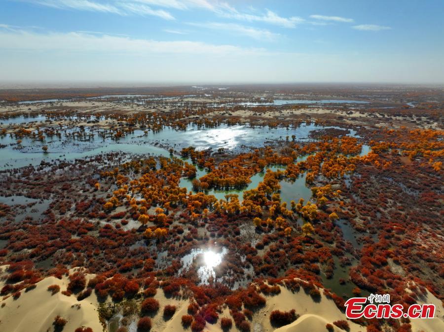 Xinjiang: oasi dorata di foreste di pioppi del deserto lungo il fiume Tarim