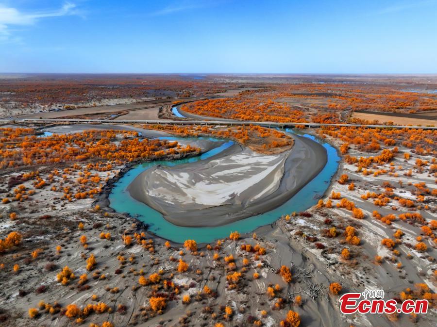 Xinjiang: oasi dorata di foreste di pioppi del deserto lungo il fiume Tarim