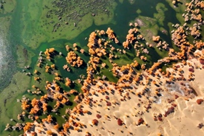 Xinjiang: oasi dorata di foreste di pioppi del deserto lungo il fiume Tarim