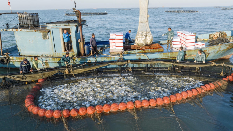 Zhanjiang, Guangdong: arriva la stagione della pesca